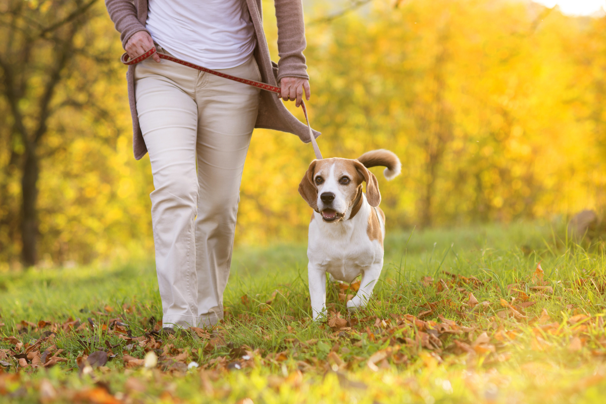 Dog friendly walking routes Newcastle Under Lyme