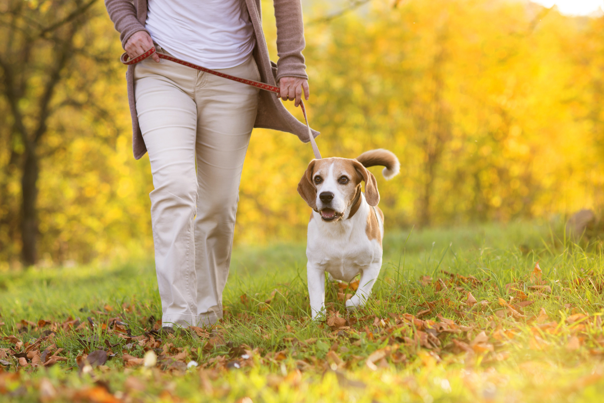 Dog friendly walking routes Newcastle Under Lyme.